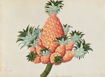 Nanas ou Ananas, de Dessins de Plantes de Malacca, c.1805-18