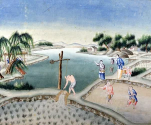 Rizières