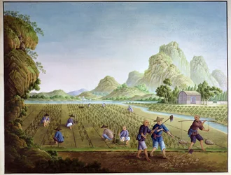 Culture du riz en Chine, repiquage des plants