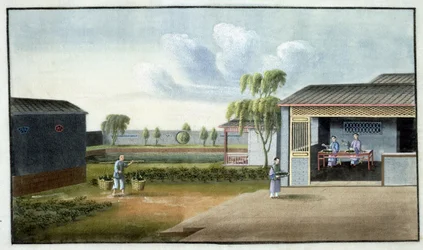Tri du thé