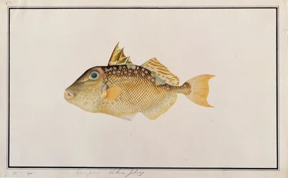 Baliste étoilé, de dessins de poissons de Malacca, c.1805-18