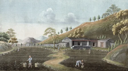 Plantation de thé