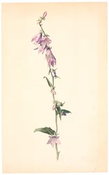 Campanule