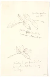 Études de feuilles avec indications de couleur au crayon