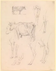 Vaches