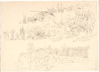 Le chemin le long des lacs. Diverses études de plantes ainsi que des notes à leur sujet