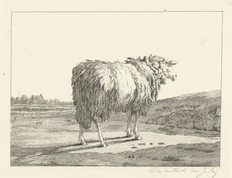 Mouton dans un paysage