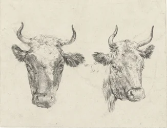 Deux têtes de vaches