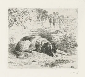 Chien couché devant un mur