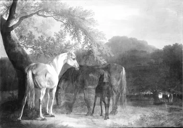 Chevaux dans une région boisée
