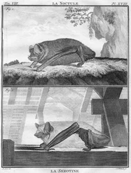 La Noctule & La Sérotine