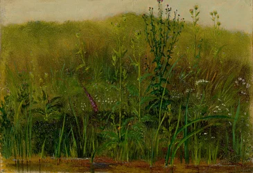 Plantes sur la berge