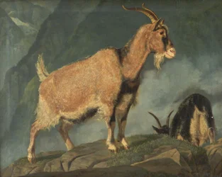 Chèvres dans les Alpes
