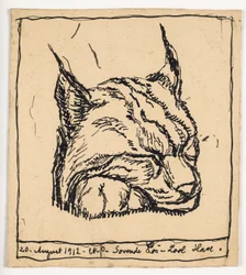 Lynx endormi