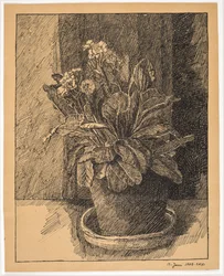 Pot de fleurs avec primevère