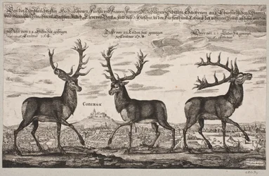 Trois cerfs abattus à Cobourg
