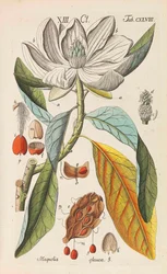 Botanisches Handbuch, 1808