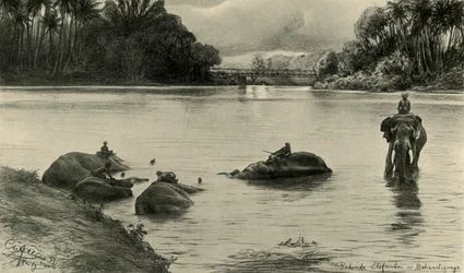 Éléphants se baignant dans la rivière Mahaweli, Ceylan, 1898