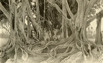 Arbres géants dans les jardins botaniques, Peradeniya, Kandy, Ceylan, 1898