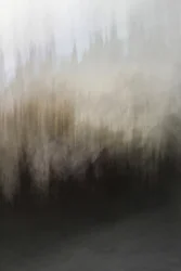 Résumé : Sérénité forestière