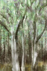 Résumé : Sérénité des bois