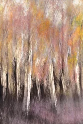 Abstrait : Bouleau d