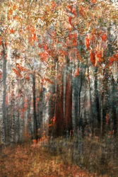 Lueur de la forêt en automne