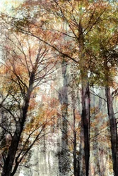 Lumière de la forêt en automne