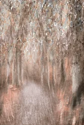 Sentier forestier d