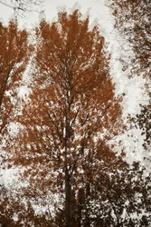 La canopée automnale