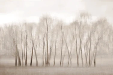 Des arbres dénudés, légèrement flous