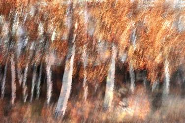 Bouleaux d