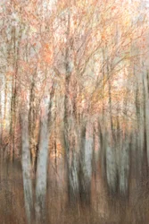 Forêt d