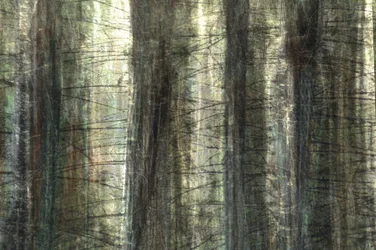 Lumière floue de la forêt