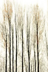 Les limites floues de la forêt