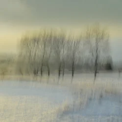 Arbres d
