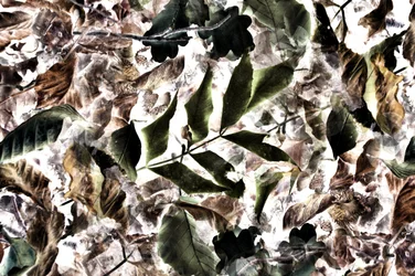 Texture de feuilles bio aux couleurs vives
