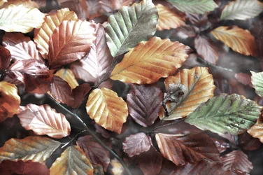 Feuilles d