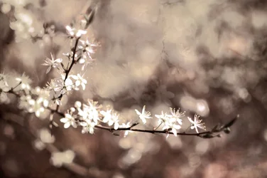 Fleurs délicates sur une branche