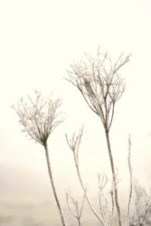Une délicate gelée hivernale