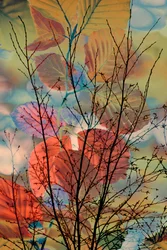 Branches d