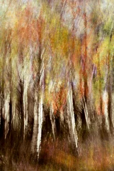 Une forêt d