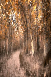 Un sentier de forêt automnal qui fait rêver
