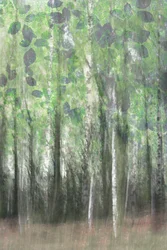 Les bois de bouleaux enchanteurs