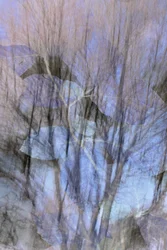 Une forêt bleue de rêve