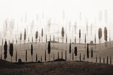 Les collines de Cypress, un véritable rêve
