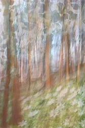 Fleur de la forêt enchantée