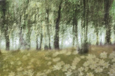 Fleurs de la forêt enchantée