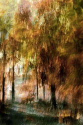 Renard de la forêt enchantée