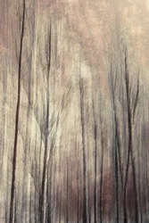 Arbres d